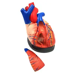 مولاژ قلب انسان 5 قسمتی