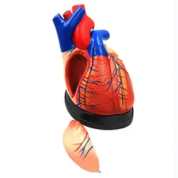 مولاژ قلب انسان 5 قسمتی