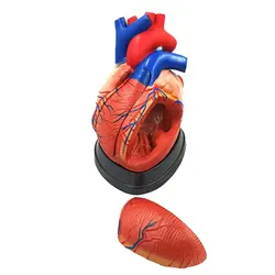 مولاژ قلب انسان 5 قسمتی