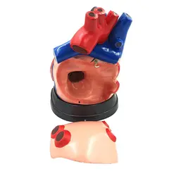 مولاژ قلب انسان 5 قسمتی