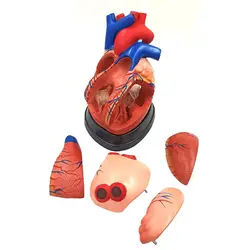 مولاژ قلب انسان 5 قسمتی