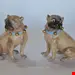 مجسمه دکوری چینی سگ آنتیک قدیمی درسدن آلمان Deutsches Paar Dresdner Bulldogge Porzellanfiguren männliche und weibliche