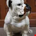 مجسمه دکوری سگ آنتیک قدیمی Englische Bulldogge Chalkware Skulptur  Skulptur Statue in Lebensgröße Marwal 1960er Jahre