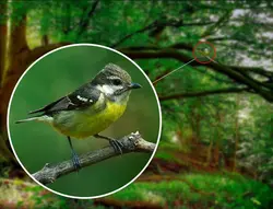 تلسکوپ نجومی F30070M