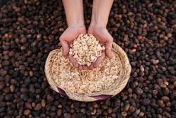 روغن آرگان خالص مراکش 100% اصلی