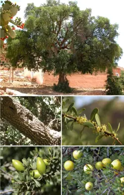 روغن آرگان خالص مراکش 100% اصلی