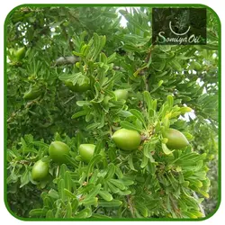 روغن آرگان خالص مراکش 100% اصلی