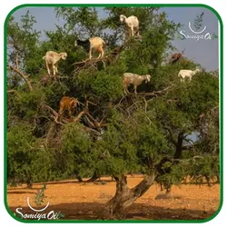 روغن آرگان خالص مراکش 100% اصلی