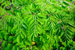 روغن مورینگا اصلی 100% طبیعی