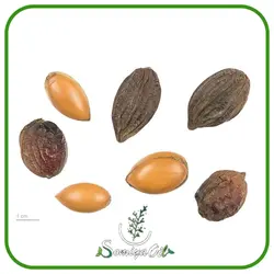 روغن مورینگا اصلی 100% طبیعی