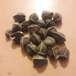 روغن مورینگا اصلی 100% طبیعی