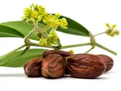 روغن آواکادو اصلی 100% طبیعی