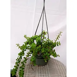 گل خرفه ای