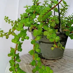 گل خرفه ای