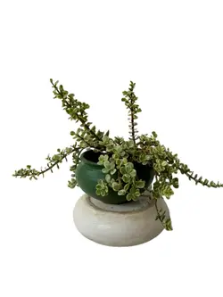 خرفه ابلغ ۵ ساله - بازار آنلاین گل و گیاه خودآبیار