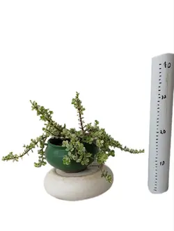 خرفه ابلغ ۵ ساله - بازار آنلاین گل و گیاه خودآبیار