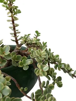 خرفه ابلغ ۵ ساله - بازار آنلاین گل و گیاه خودآبیار