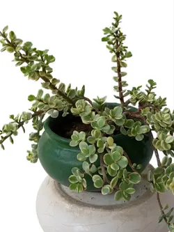 خرفه ابلغ ۵ ساله - بازار آنلاین گل و گیاه خودآبیار