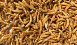 میلورم زنده