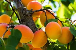 نهال زردآلو انبه ای