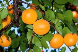 نهال زردآلو پرتقالی