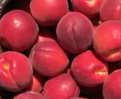 نهال زردالو پوست قرمز