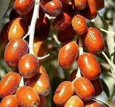 نهال سنجد اصلاح شده