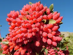 نهال زرشک پفکی