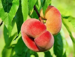 نهال هلو انجیری