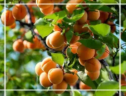 نهال زردآلو نصیری