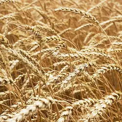 خرید و قیمت نرم کننده بیوتین و کلاژن او جی ایکس OGX | ضد ریزش و ضخیم کننده مو