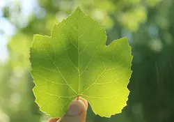 بودکور ست کاتر گلسازی 2 تایی برگ انگور 230069