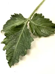 بودکور ست کاتر گلسازی 2 تایی برگ کوکب 230035