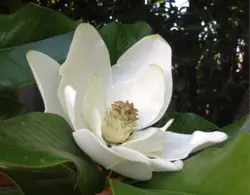 بودکور ست کاتر گلسازی 2 تایی برگ مگنولیا 230031