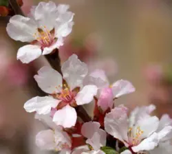 بودکور ست کاتر گلسازی 2 تایی شکوفه گیلاس 230016