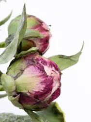 بودکور ست کاتر گلسازی 2 تایی کاسبرگ پیونی 230068