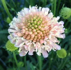 بودکور ست کاتر گلسازی 2 تایی گلبرگ اسکابیوس 230024