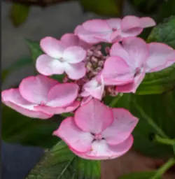 بودکور ست کاتر گلسازی 2 تایی هایدنژیا 230056