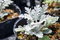 بودکور ست کاتر گلسازی 3 تایی برگ داستی میلر 230042