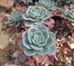 بودکور ست کاتر گلسازی 3 تایی ساکیولنت 230049