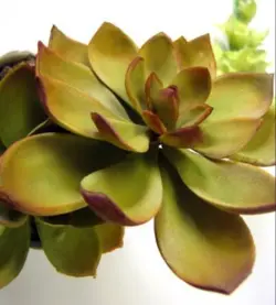 بودکور ست کاتر گلسازی 3 تایی کاکتوس 230051