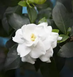 بودکور ست کاتر گلسازی 3 تایی گلبرگ گاردنیا 230032