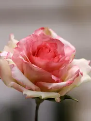 بودکور ست کاتر گلسازی 3 تایی گلبرگ رز 230044