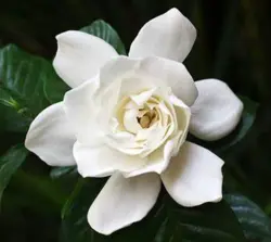 بودکور ست کاتر گلسازی 3 تایی گلبرگ گلایل 230011