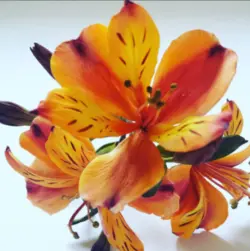 بودکور ست کاتر گلسازی 3 تایی لیلیوم 23002