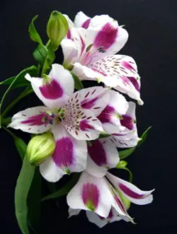 بودکور ست کاتر گلسازی 4 تایی آلسترومریا 230046