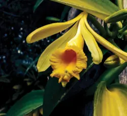 بودکور ست کاتر گلسازی 4 تایی ارکیده وانیل 230017