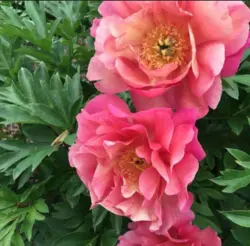 بودکور ست کاتر گلسازی 4 تایی گلبرگ ختمی 230018