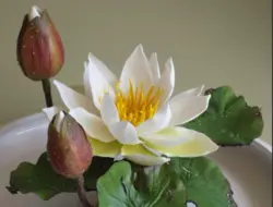 بودکور ست کاتر گلسازی 4 تایی نیلوفر آبی 230048