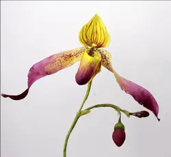 بودکور ست کاتر گلسازی 5 تایی ارکیده اسلیپر 23007